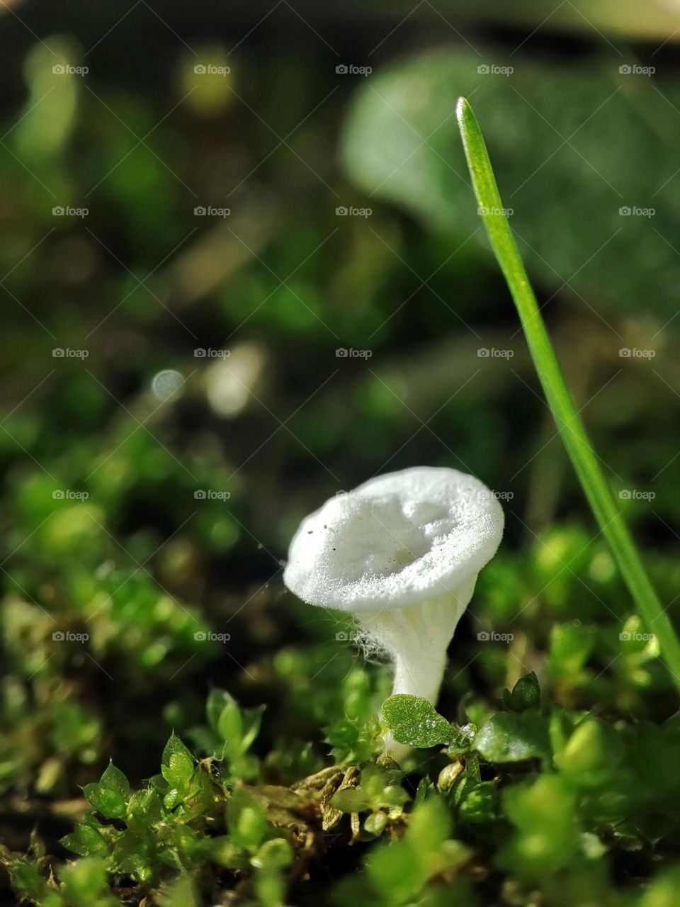 Macro photo of a mushroom growing in the forest
