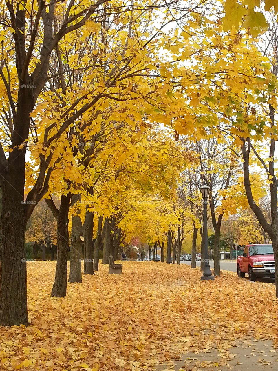 yellow autumn breeze