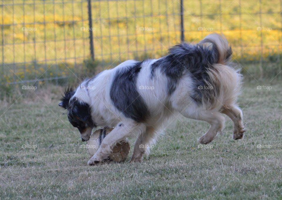 Miniature Australian Shepherd and his soccer ball. 