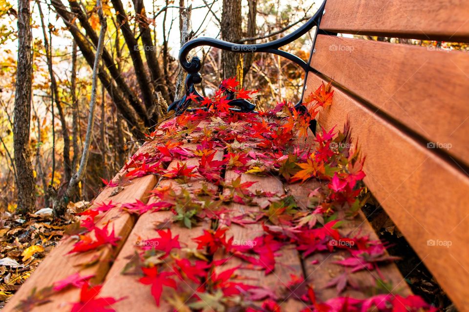 Falling autumn leafs