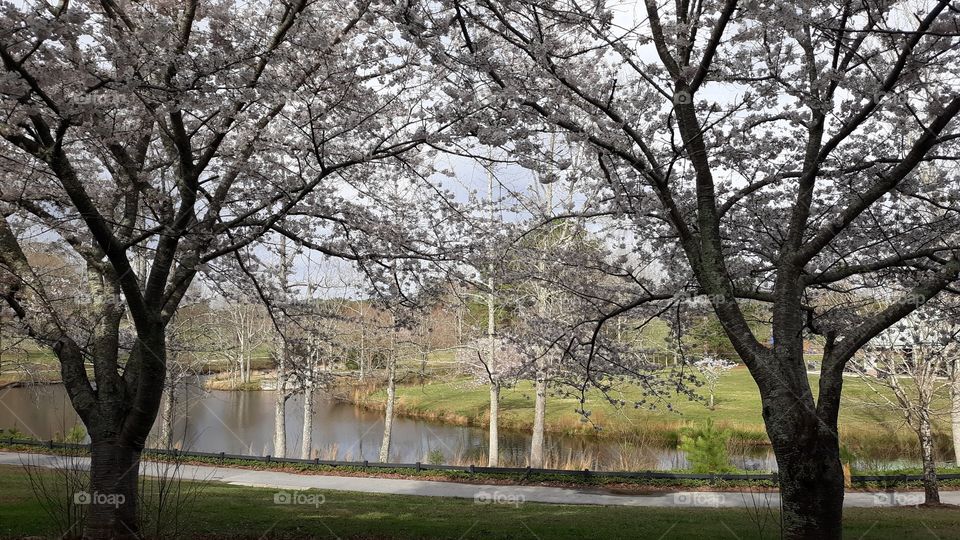cherry blossoms park