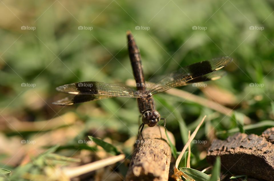 dragonfly