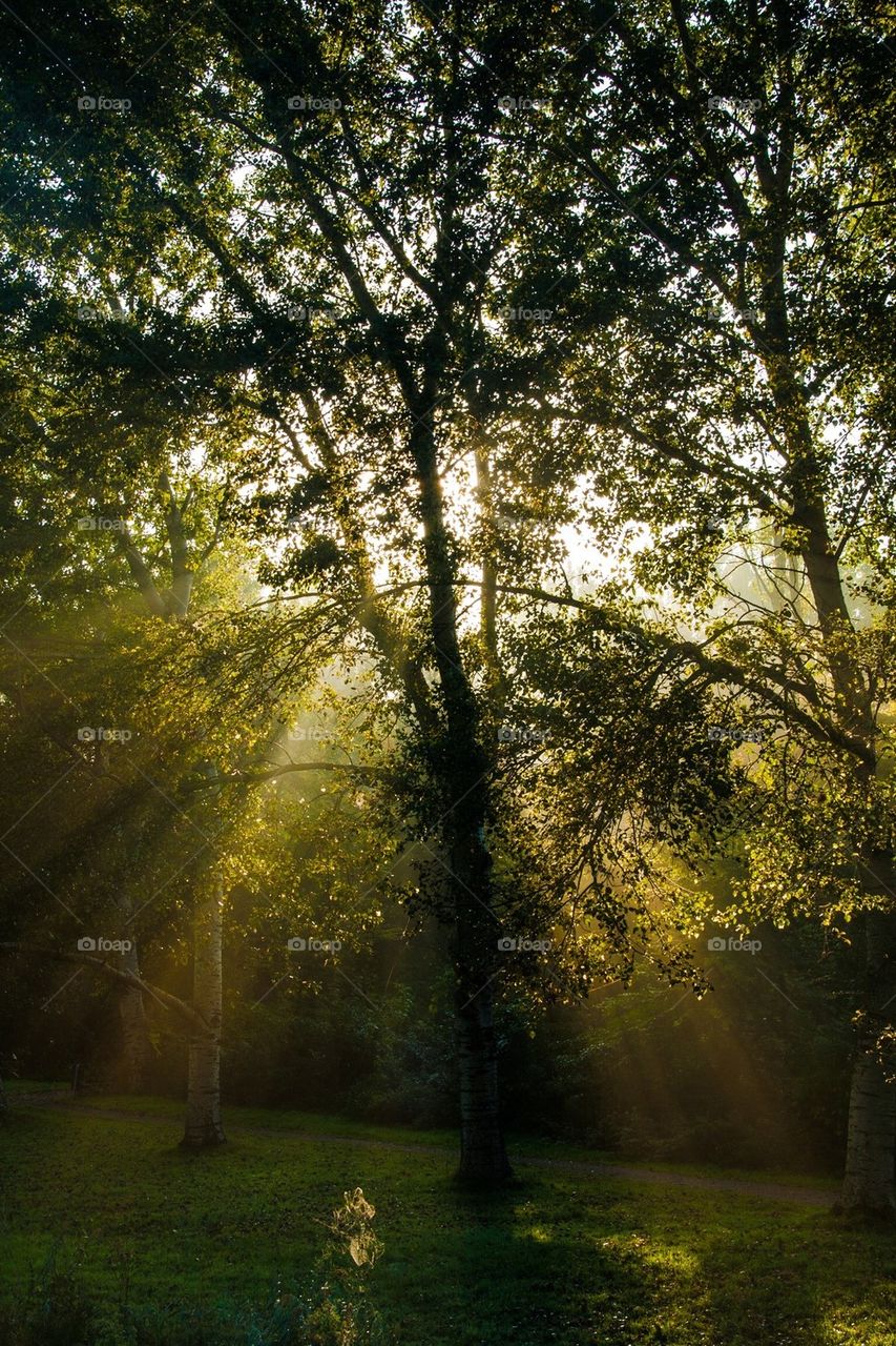 Magical sunrays trough trees