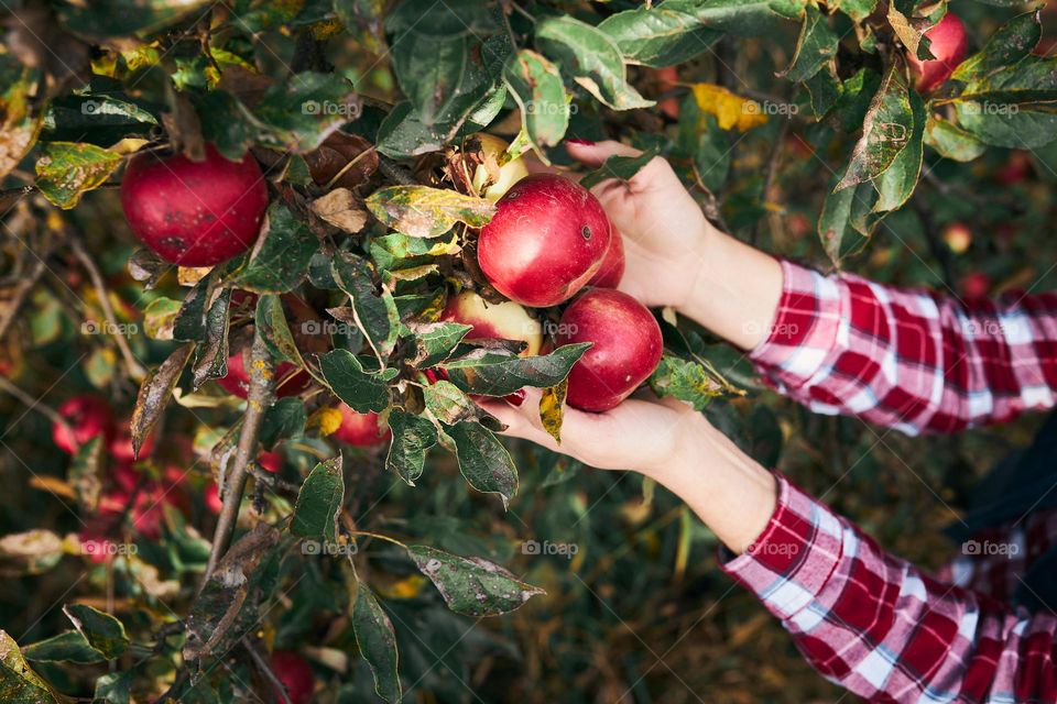 Woman picking ripe apples on farm. Farmer grabbing apples from tree in orchard. Fresh healthy fruits ready to pick on fall season. Agricultural industry. Harvest time in countryside