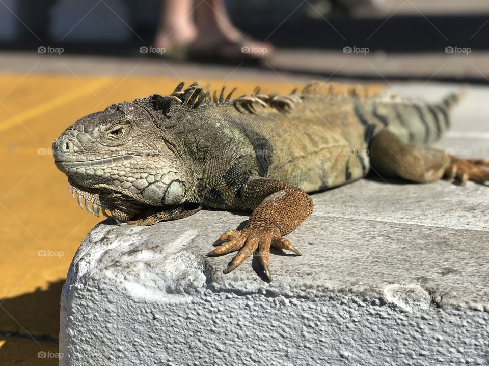 A pet iguana just hanging out at the shops in Freeport, Bahamas. 