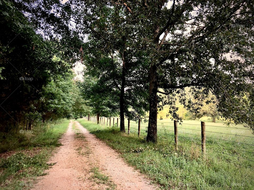 Looking down the dirt road by the grassy pasture. The trees shade the path and a fence borders the pasture