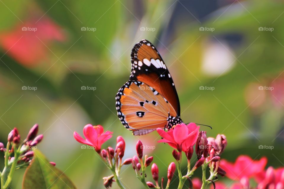 Beautiful butterfly