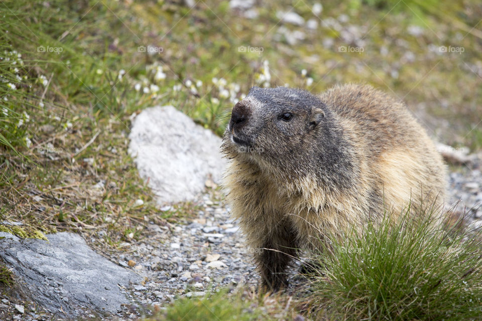 Beaver in forest