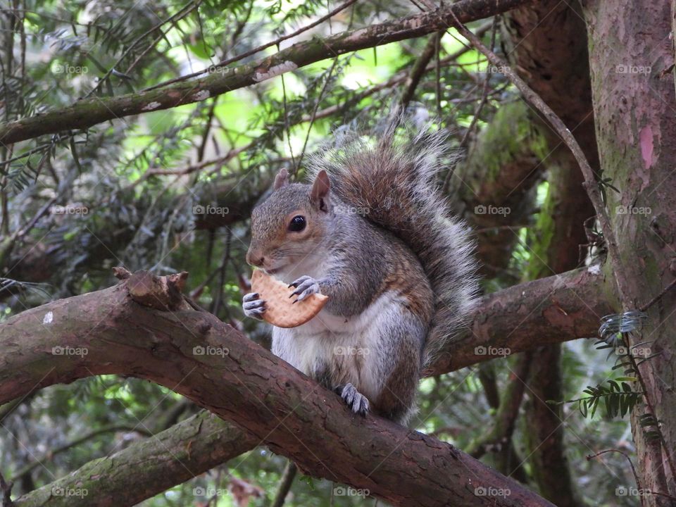 A squirrel eating a biscuit 
