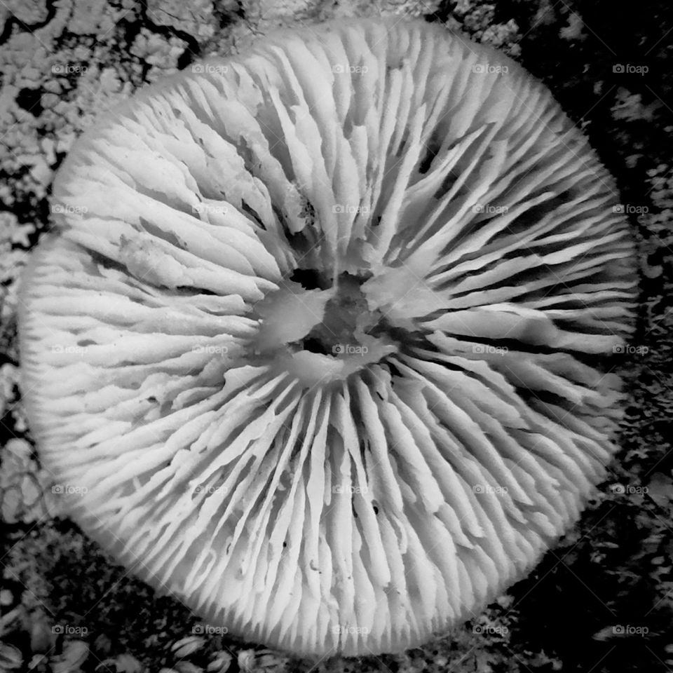 Mushroom Gills