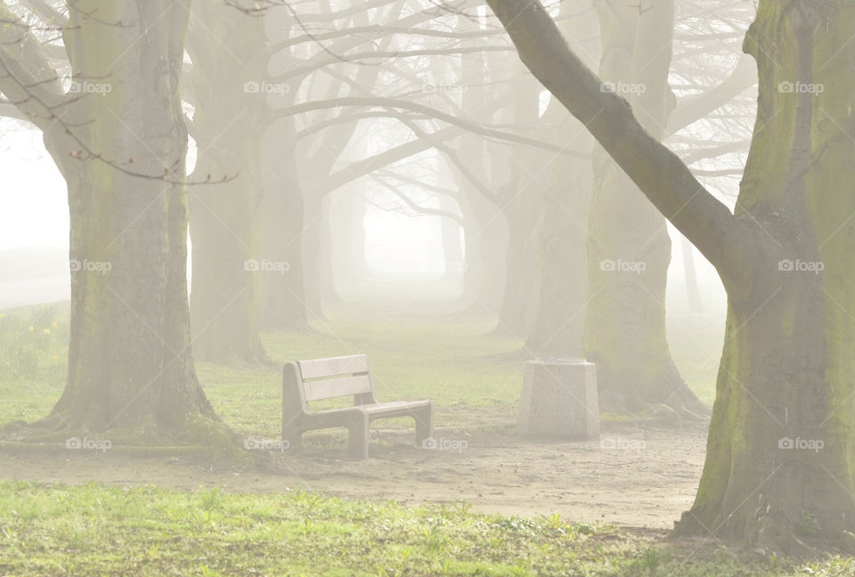 Nature, Landscape, Wood, Fog, Tree