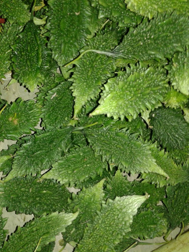 Bitter Gourd  (Kerela)
