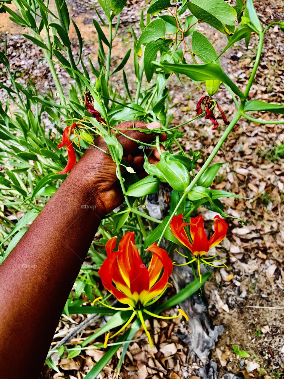 The Flame lily got beautiful bright red flowers that pop during spring. It is scientifically know as Gloriosa superba is a species of flowering plant in the family Colchicaceae. I came across this a walk through the woods.