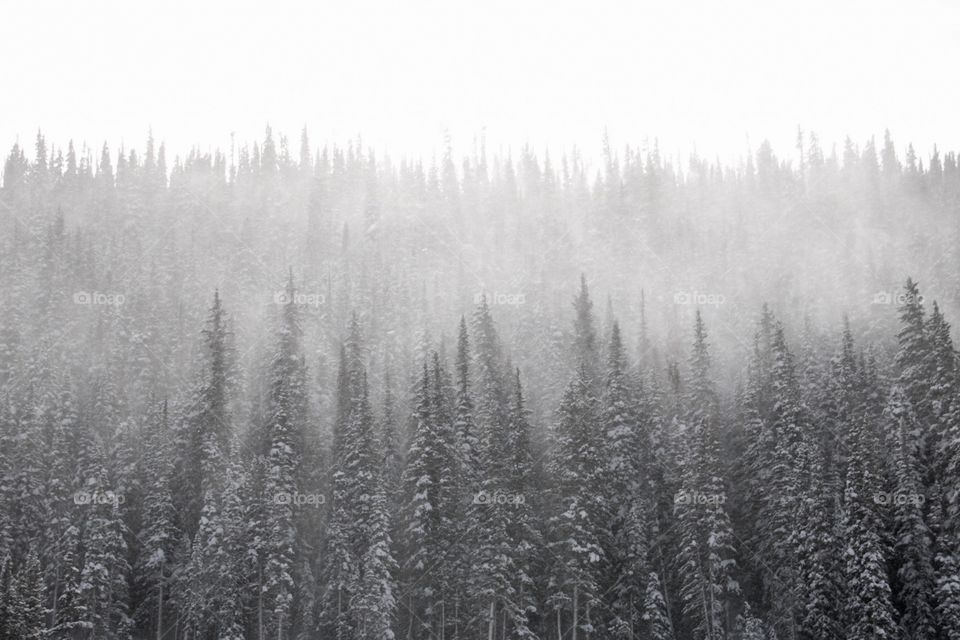 Snowy mountains and trees. 