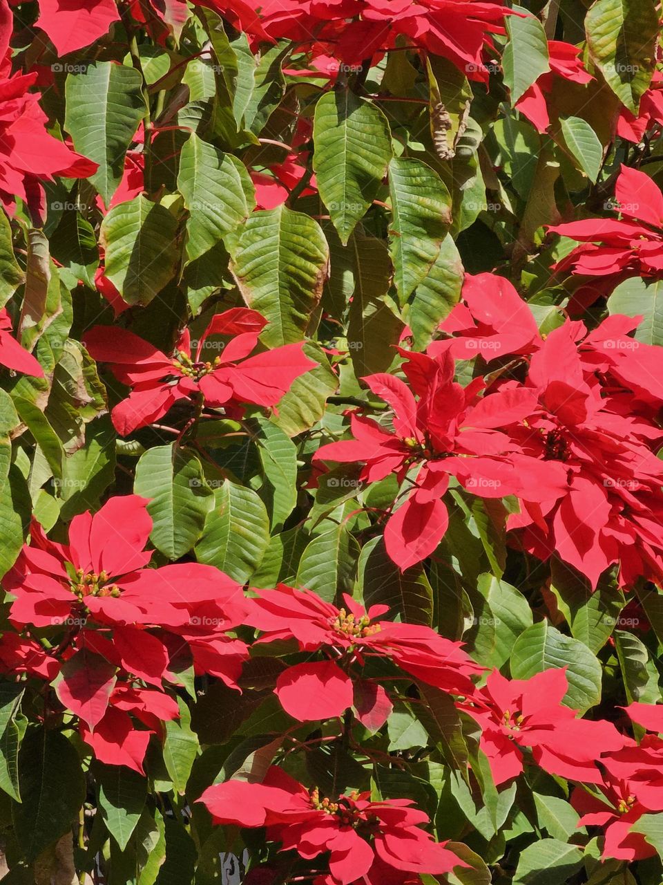 The Christmas Star flower gift, turns into a tree