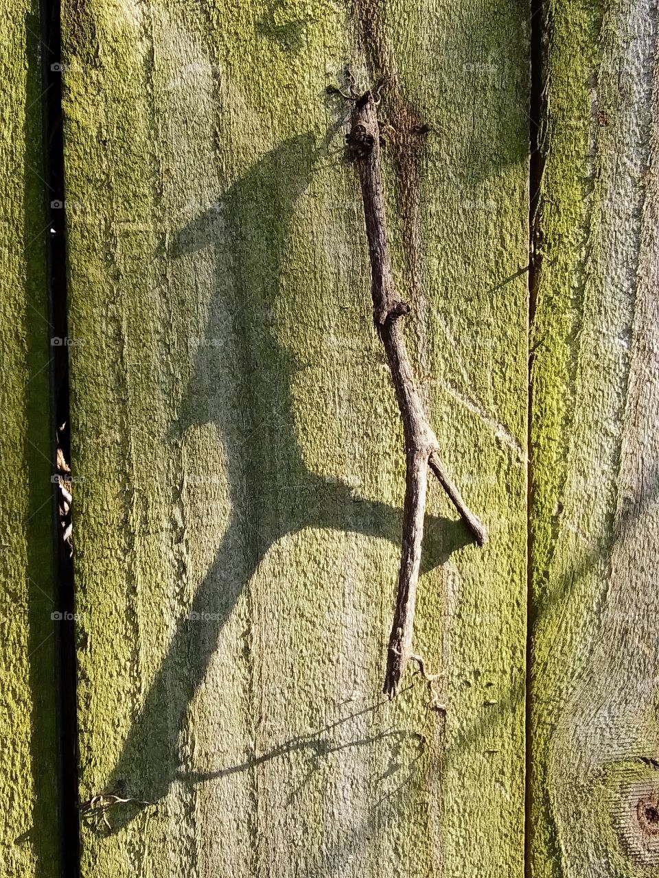 shadow of a stick