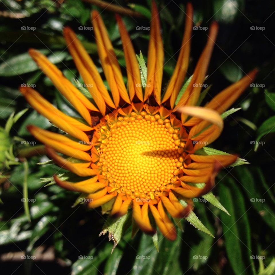 She is my sunshine...