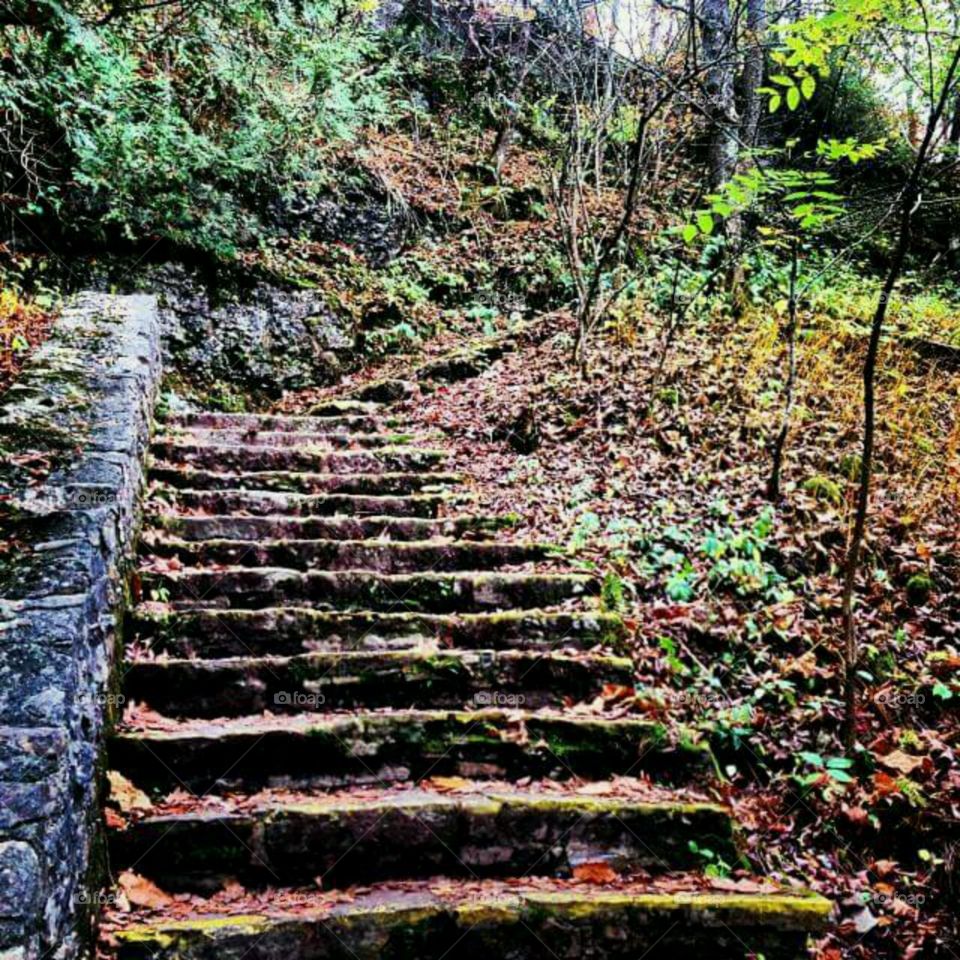 Forest steps