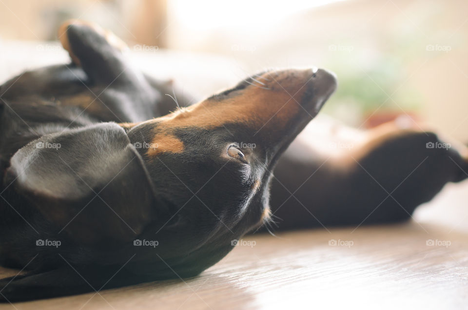 Dog lying on a floor