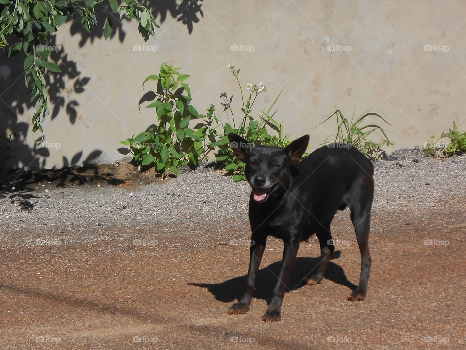 Black Dog With Open Mouth