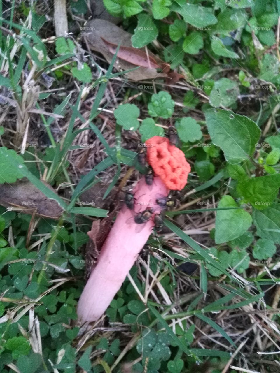 stinky mushroom