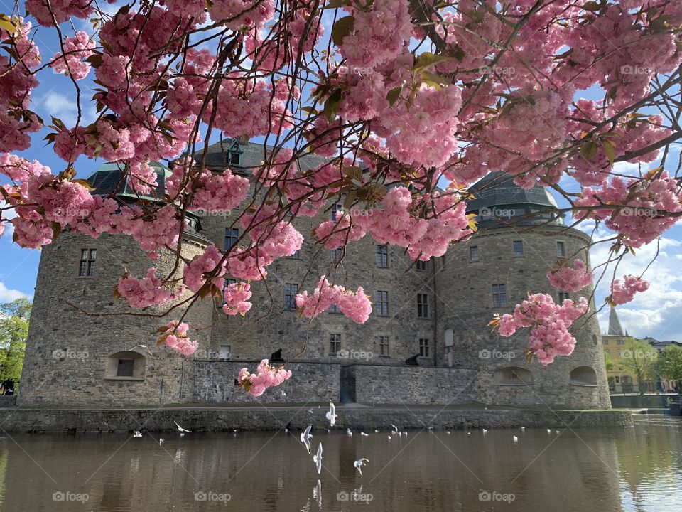 Örebro castle / japanese cherry blossoms