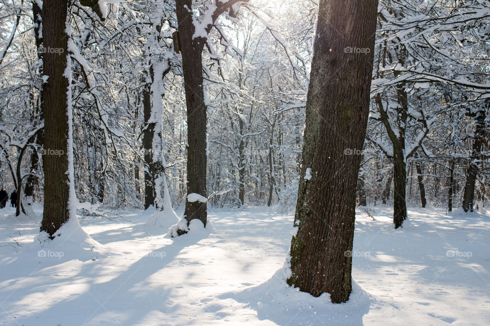 Woods in nymphenburg park 