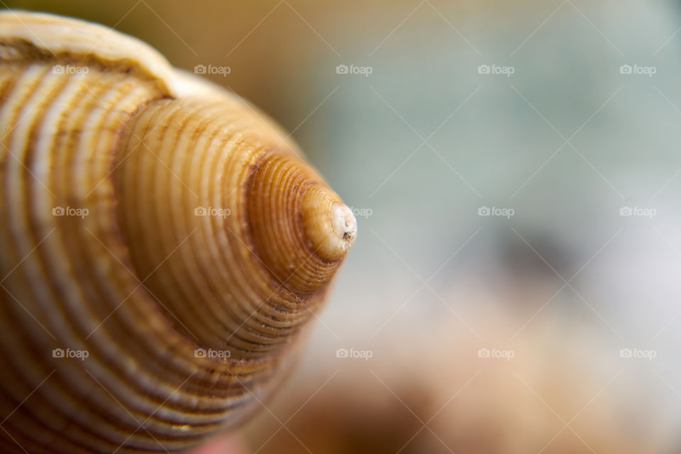 Shell Close Up