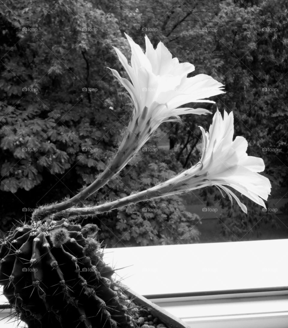 cactus flowers