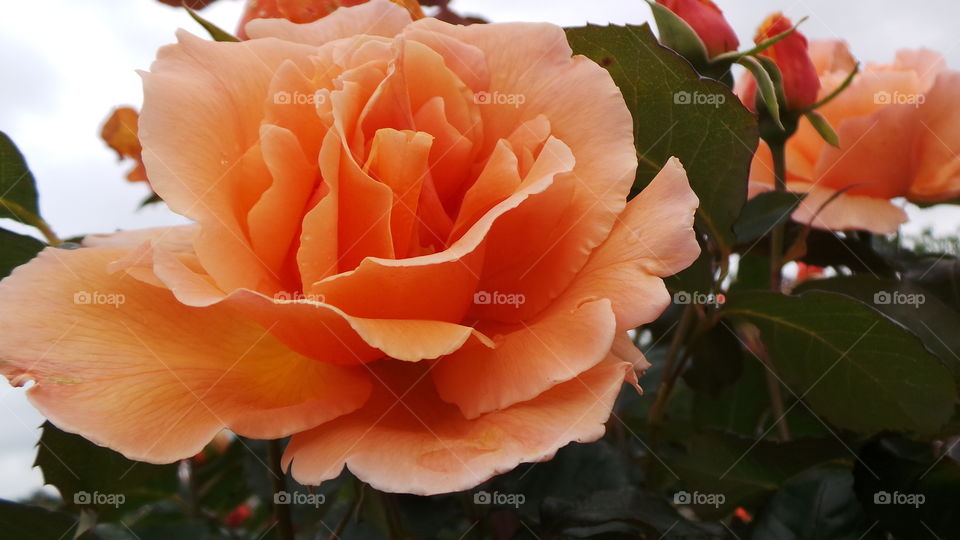 Coral Roses
Desire, Enthusiasm, Happiness
Just as a sunrise varies in intensity, coral is the dusky, subtle orange that graces the sky at first light. The coral rose still speaks of desire but also of happiness and would be a perfect “thank you” gift, or a great way to remind someone that you still desire him or her. Some popular coral roses are Sonic, the peach coral mix of Harmony.