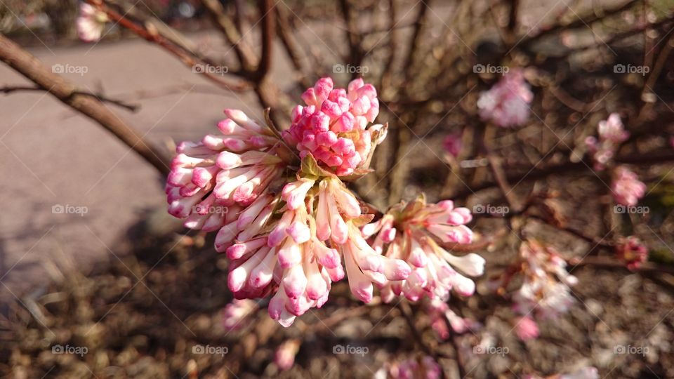 Spring flowers