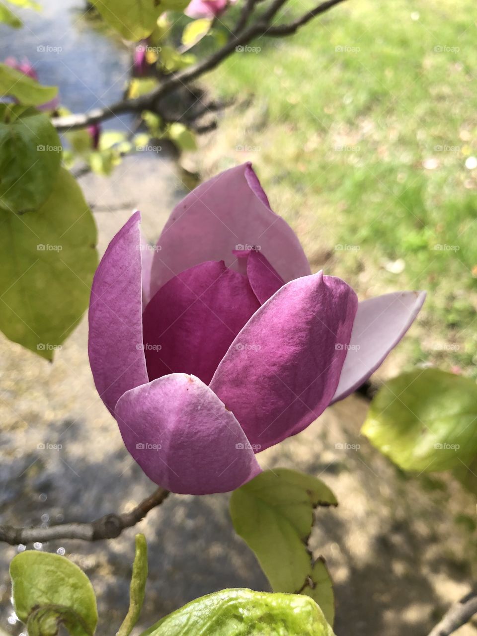 Magnolia bloom 