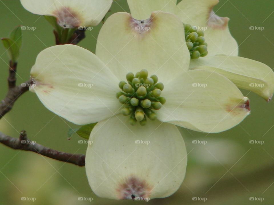 Dogwood