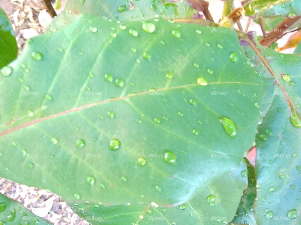 leaf