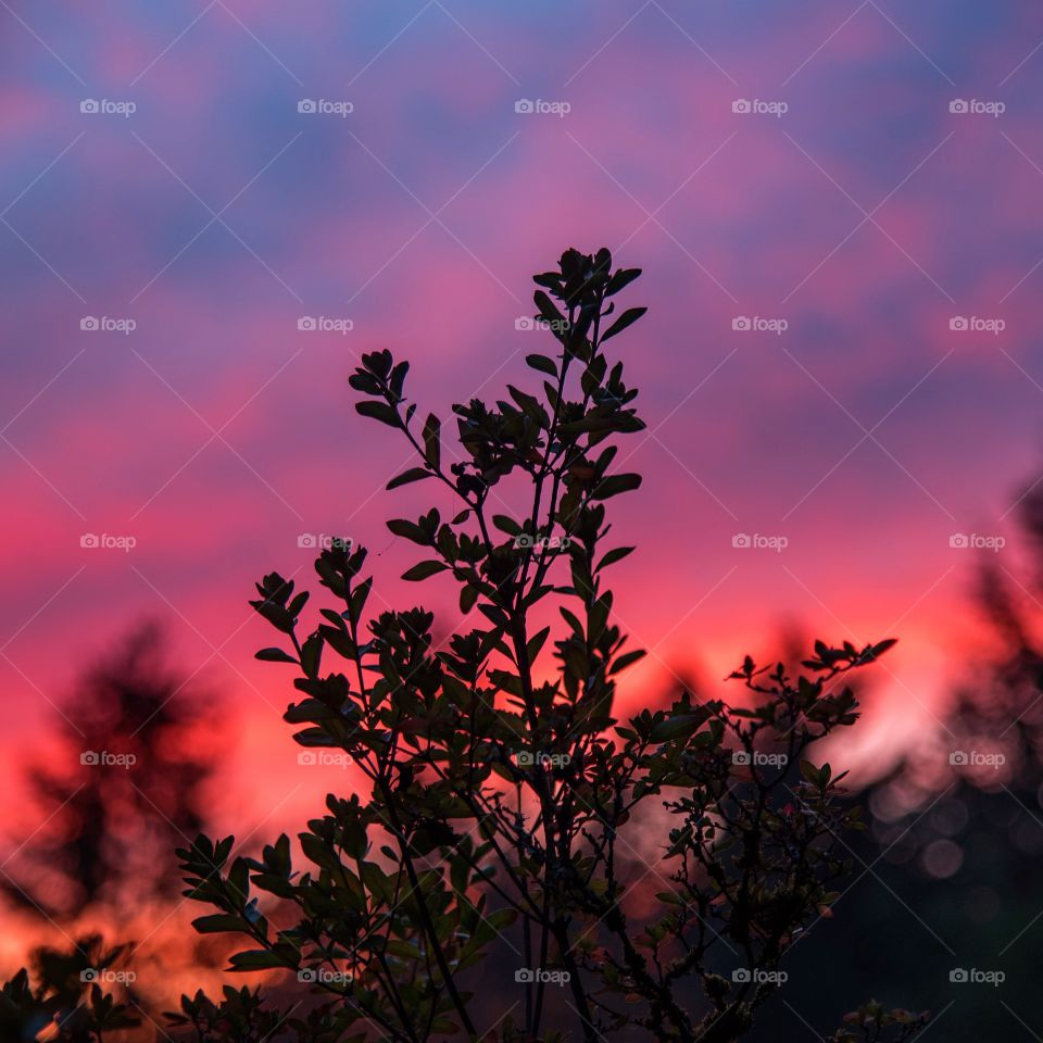 Silhouette of plant during sunset