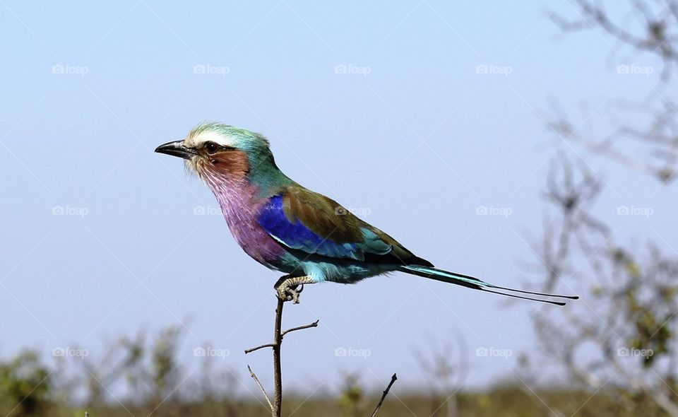 Bird perching on twig