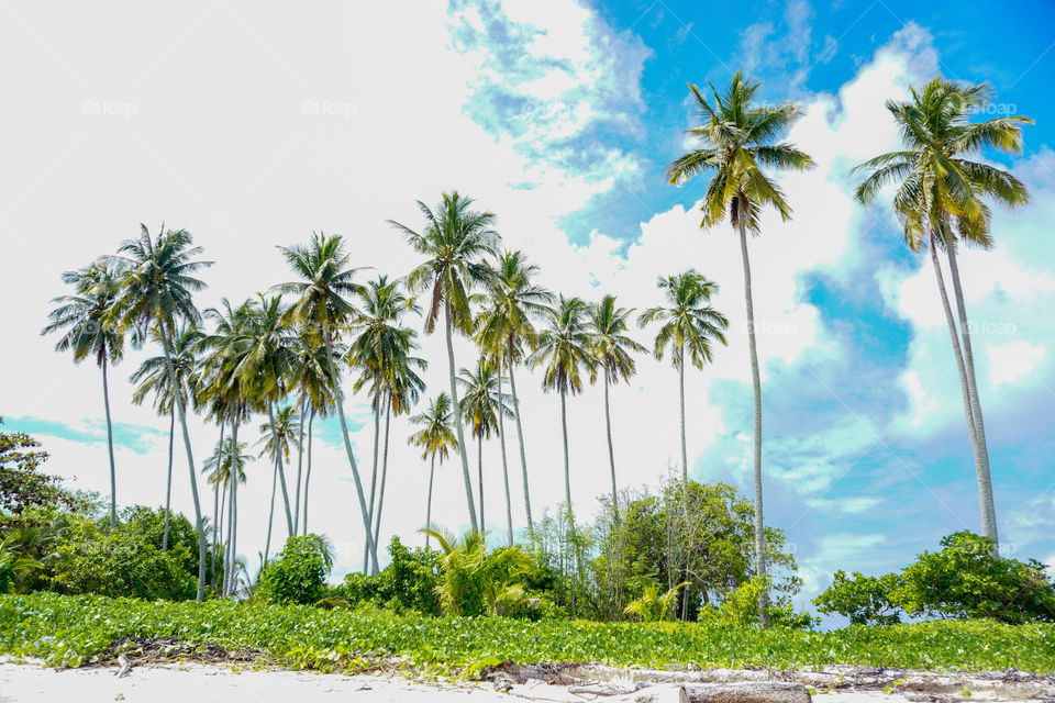 Row of Coconut Trees on the Beachside