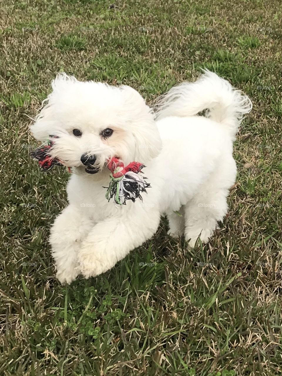 Pretty dog with his chew toy