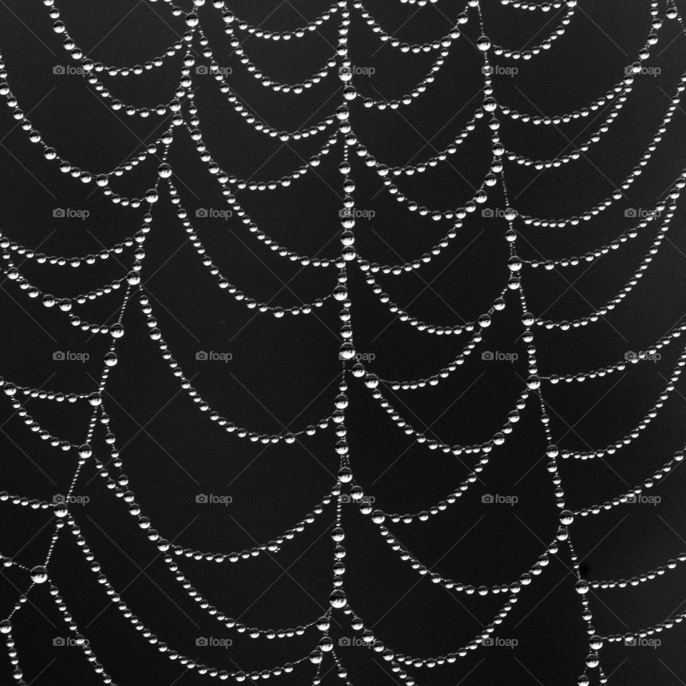 Dew covered spiderweb in black and white 