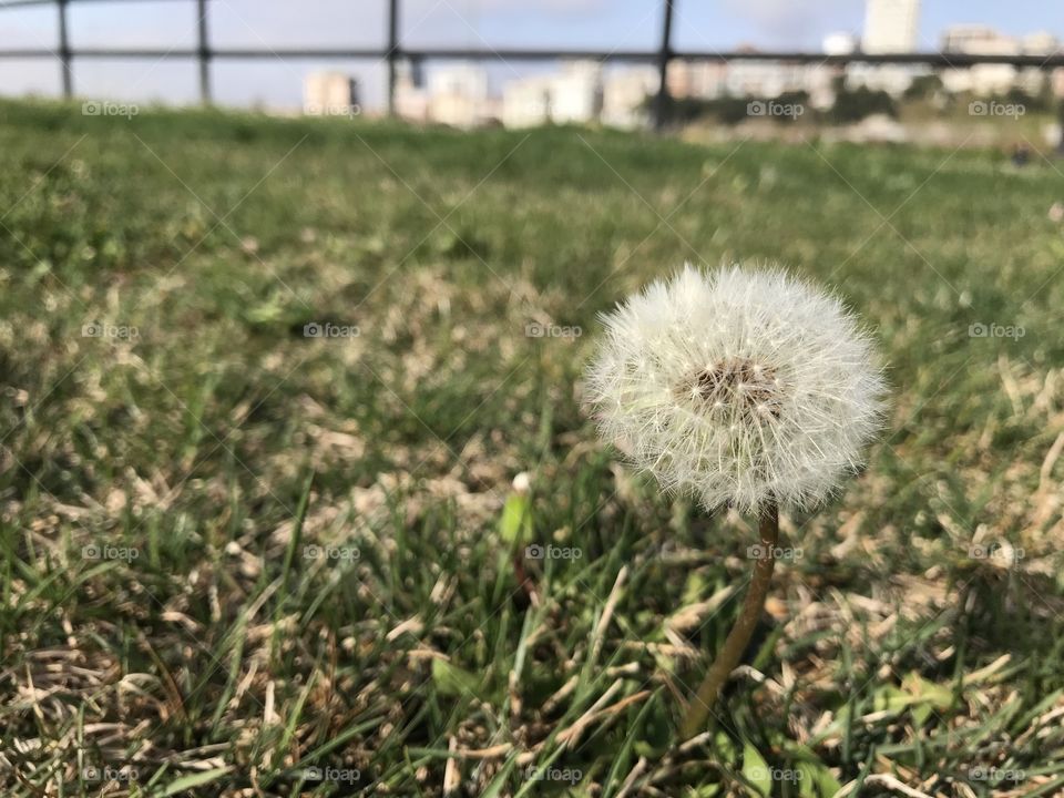 Dandelion