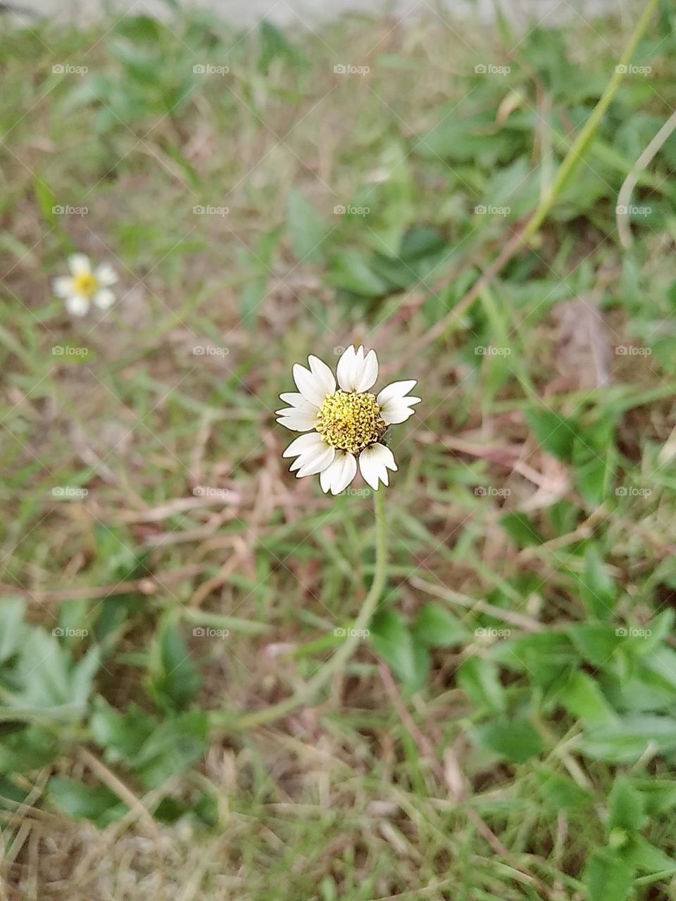 White flower plants