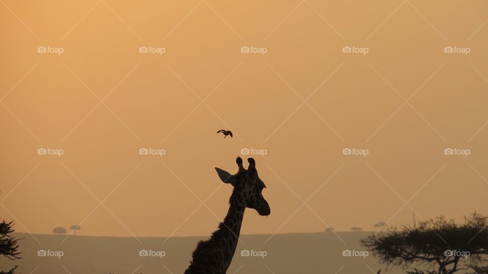 Giraffe, bird, and African sunset.