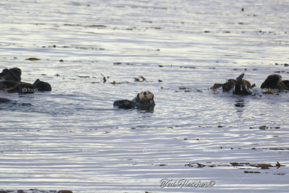 Sea otter