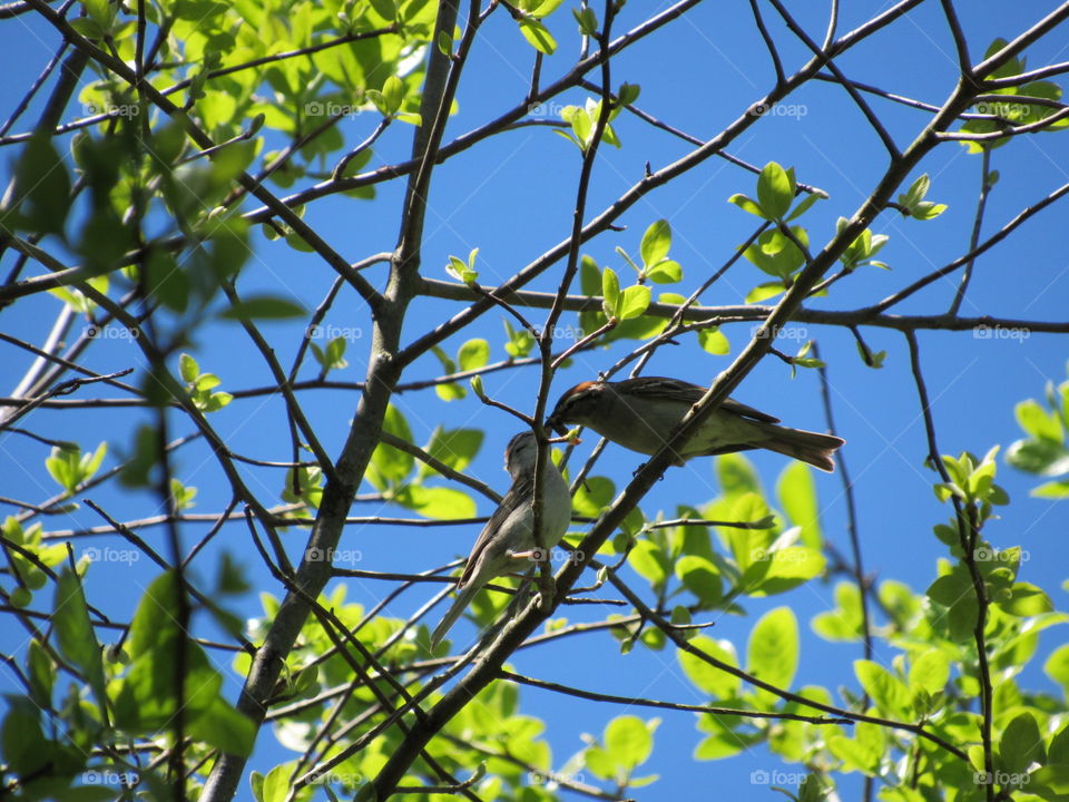 Nature, Tree, Bird, Leaf, Outdoors