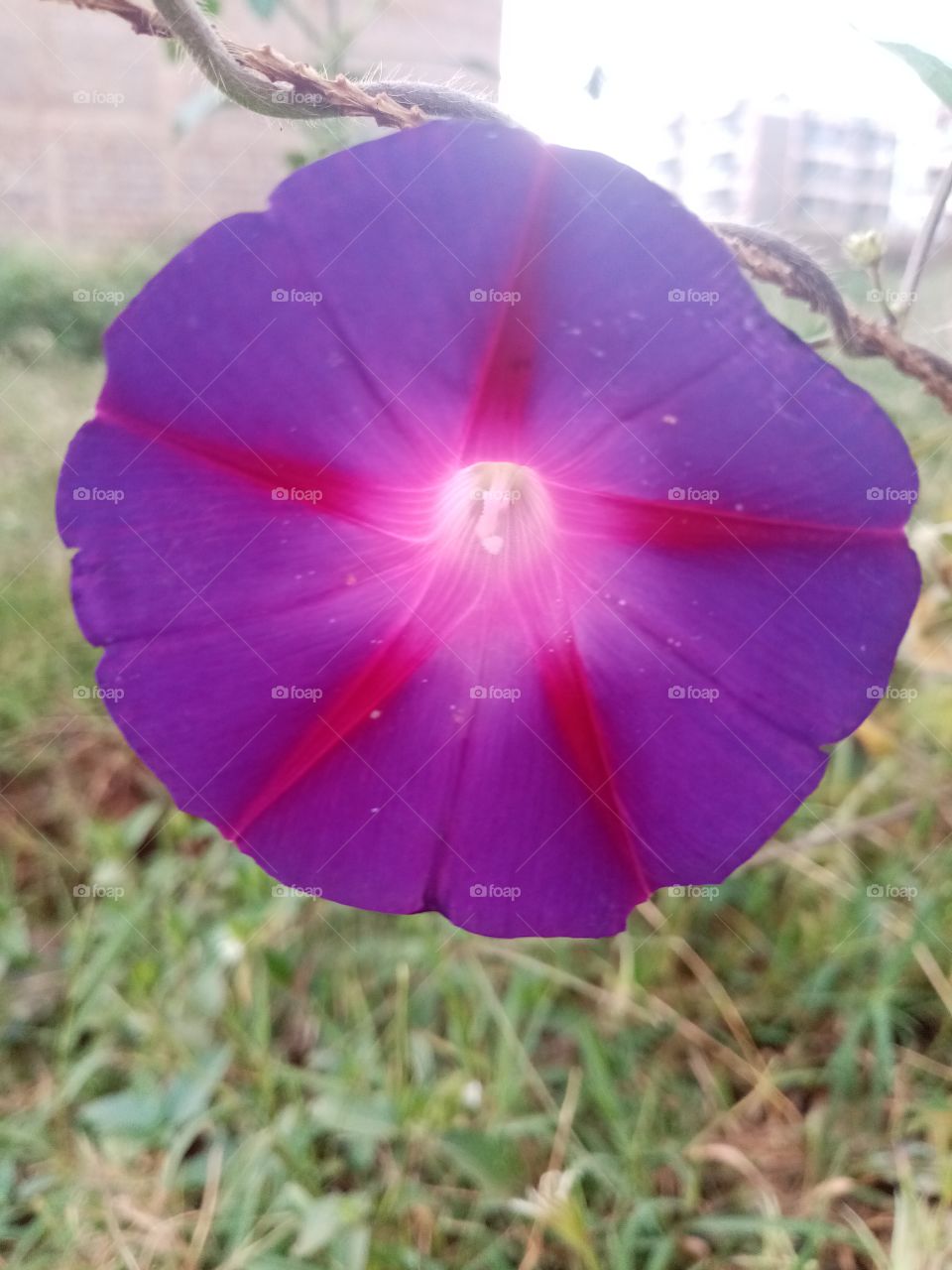 Amazing purple flower