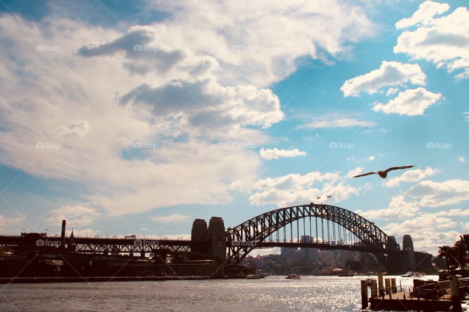 Beautiful Sydney bridge with a bird flying past 