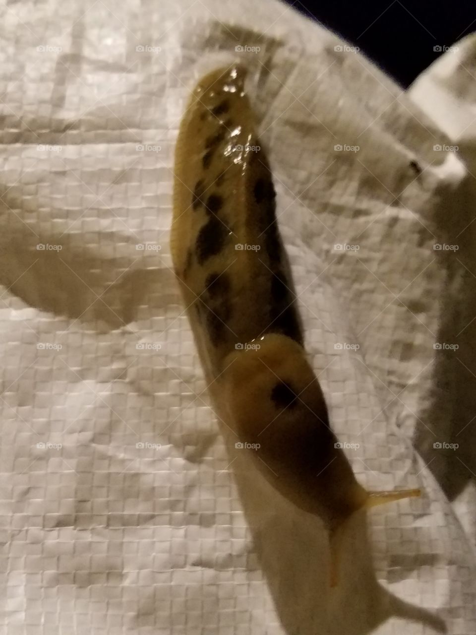 ugly slug