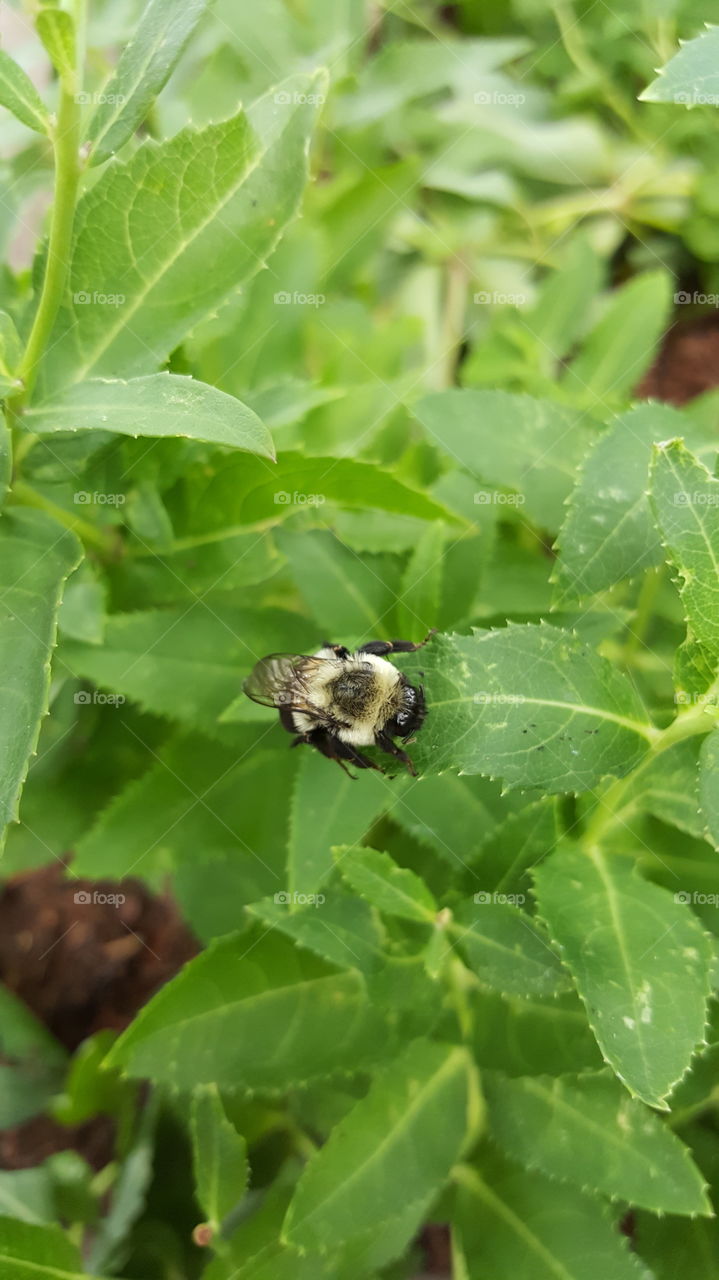 bee