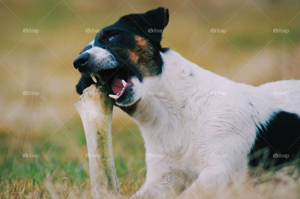 Dog with a bone. Jack russell terrier found a old bone