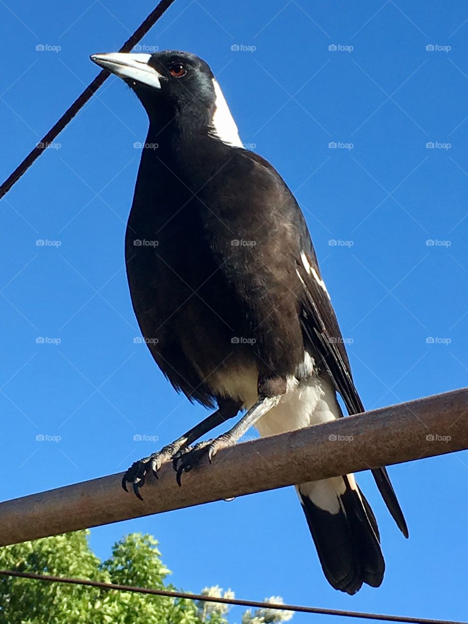 Wild magpie bird perched high on metal pole closeup with vivid blue sky